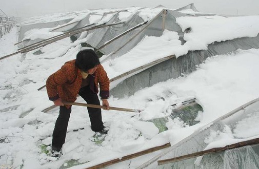 大雪壓垮鋼結(jié)構(gòu)廠房，眾多“二師兄”壯烈犧牲